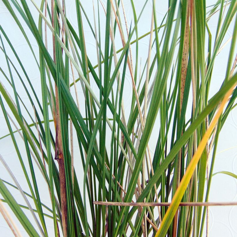Stipa gigantea - Reuzenvedergras (Foliage)