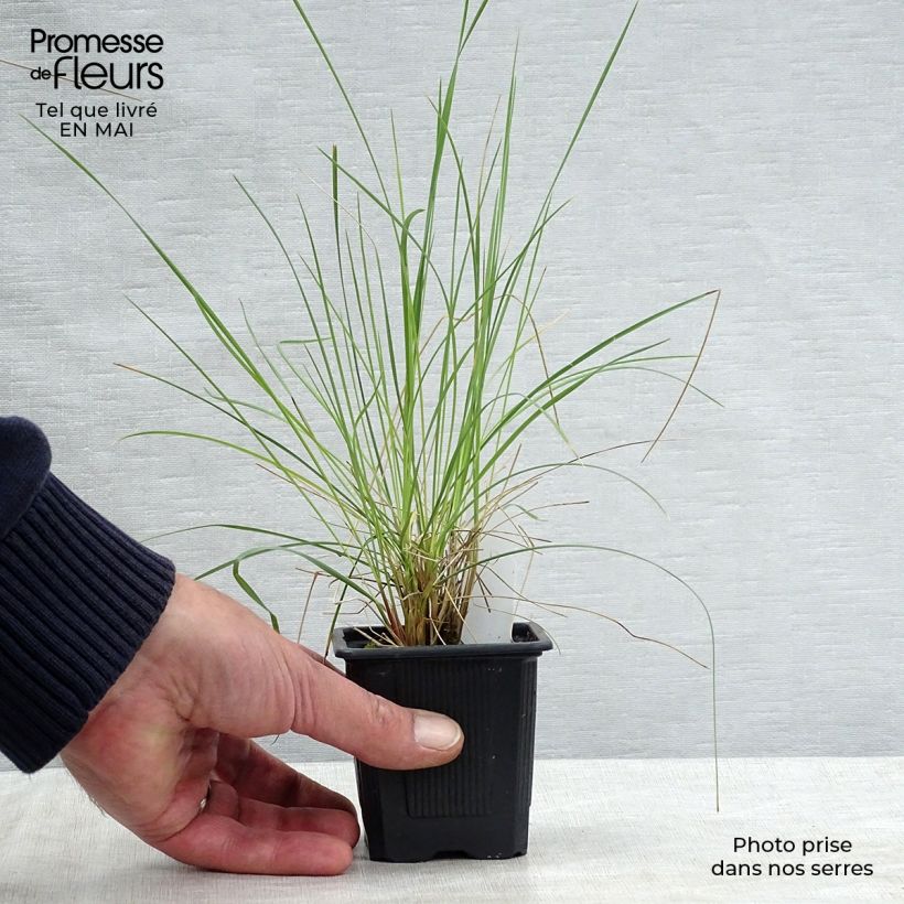 Example of Stipa gigantea - Reuzenvedergras Kweekpotje van 8/9 cm as you get in printemps