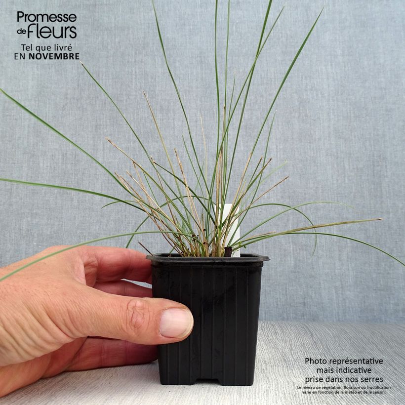 Exemplaar van Stipa gigantea - Reuzenvedergras Kweekpotje van 8/9 cm zoals geleverd in de herfst