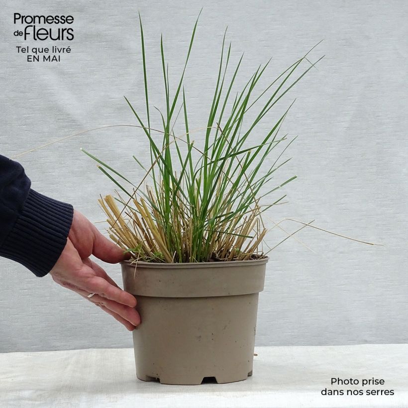 Example of Stipa gigantea - Reuzenvedergras Pot van 2 l/3 l as you get in printemps
