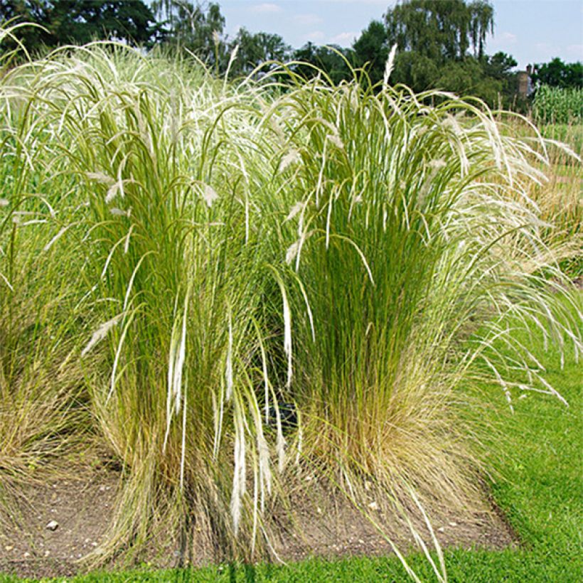 Stipa ichu - Peruviaans vedergras (Groeiplaats)