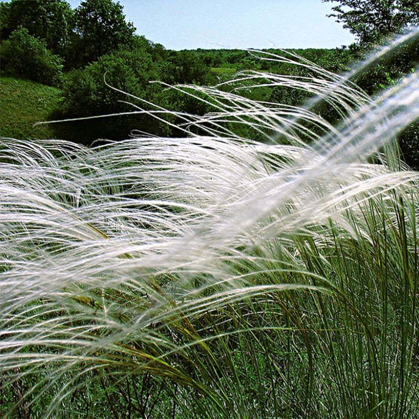 Stipa pulcherrima - Vedergras (Flowering)