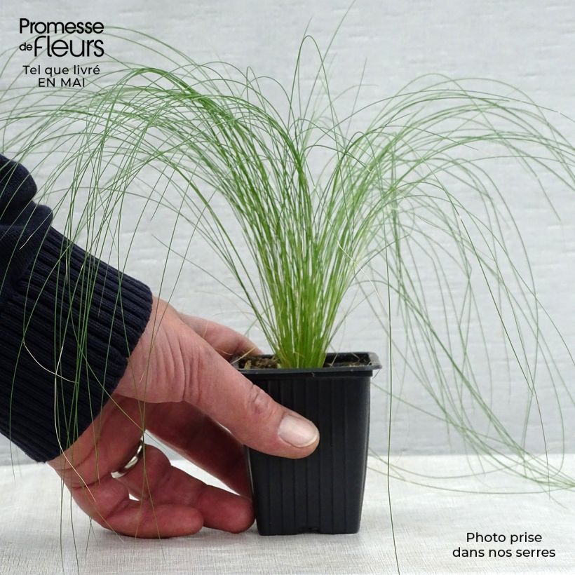 Example of Stipa tenuifolia Pony Tails - Vedergras Kweekpotje van 7/8 cm as you get in printemps