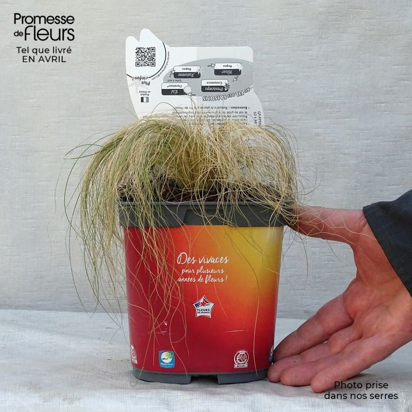 Example of Stipa tenuifolia Pony Tails - Vedergras Pot van 2 l/3 l as you get in printemps