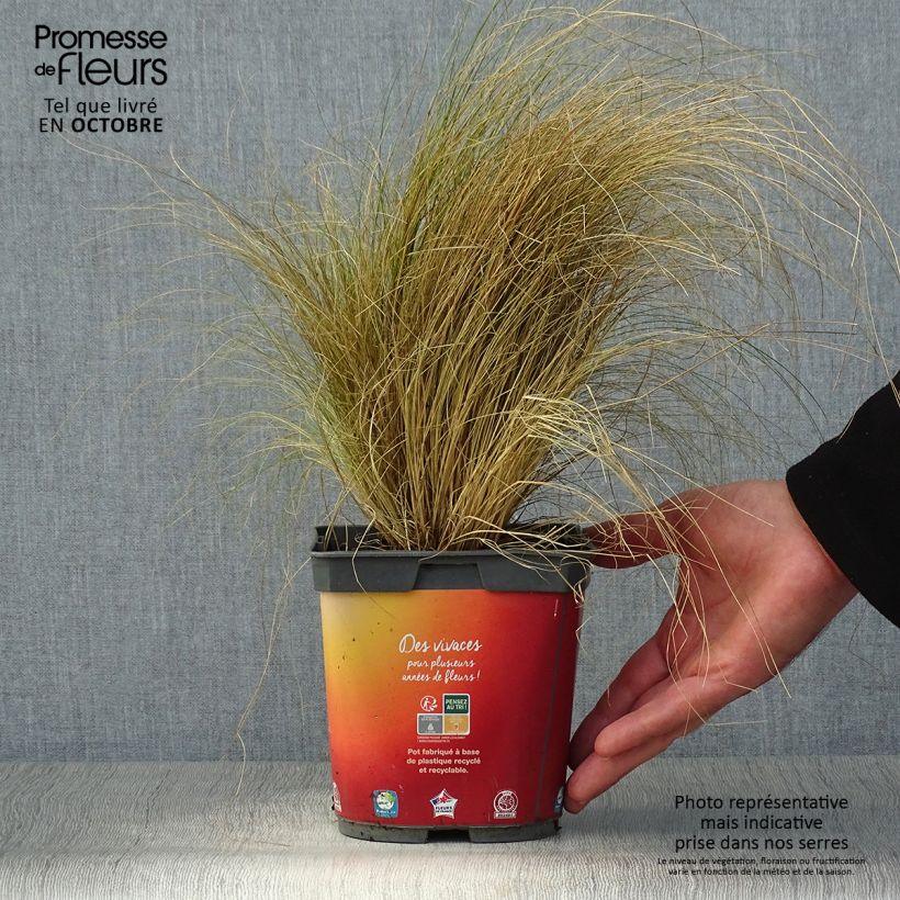 Exemplaar van Stipa tenuifolia Pony Tails - Vedergras Pot van 2 l/3 l zoals geleverd in de herfst