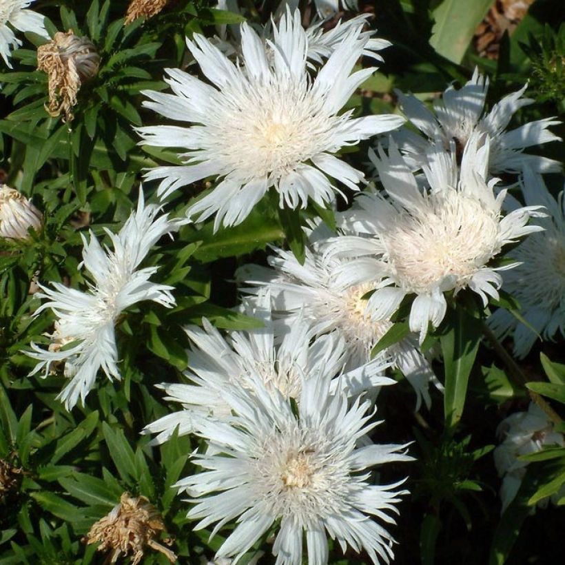 Stokesia laevis Alba - Bleuet d'Amérique (Bloei)