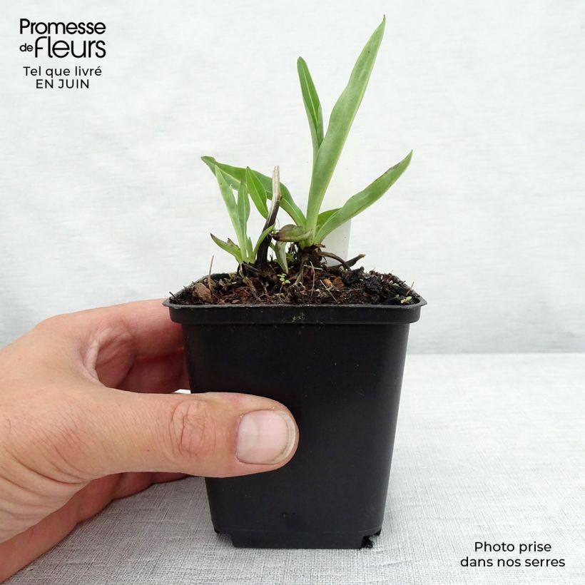 Exemplaar van Stokesia laevis Alba - Bleuet d'Amérique Kweekpotje van 8/9 cm zoals geleverd in de zomer