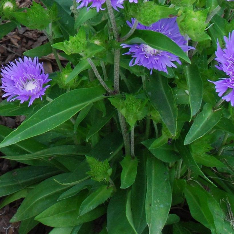 Stokesia laevis Blue Star - Bleuet d'Amérique (Blad)