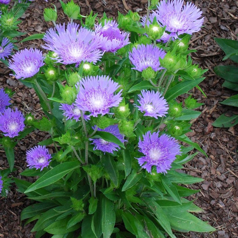Stokesia laevis Blue Star - Bleuet d'Amérique (Groeiplaats)