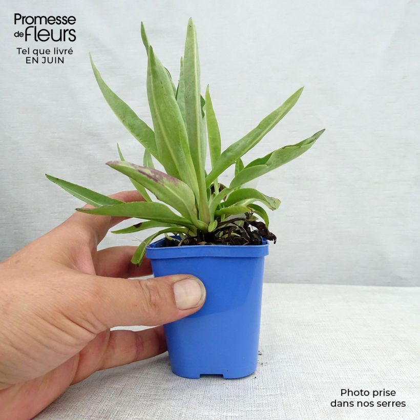 Exemplaar van Stokesia laevis Blue Star - Bleuet d'Amérique Kweekpotje van 8/9 cm zoals geleverd in de zomer