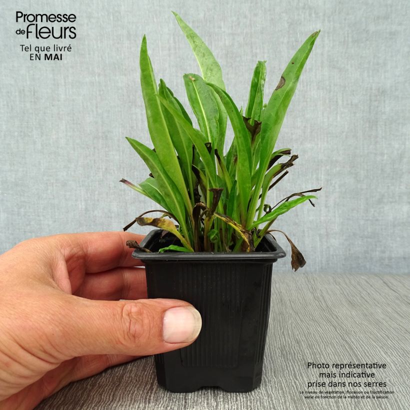 Exemplaar van Stokesia laevis Blue Star - Bleuet d'Amérique Kweekpotje van 8/9 cm zoals geleverd in de lente