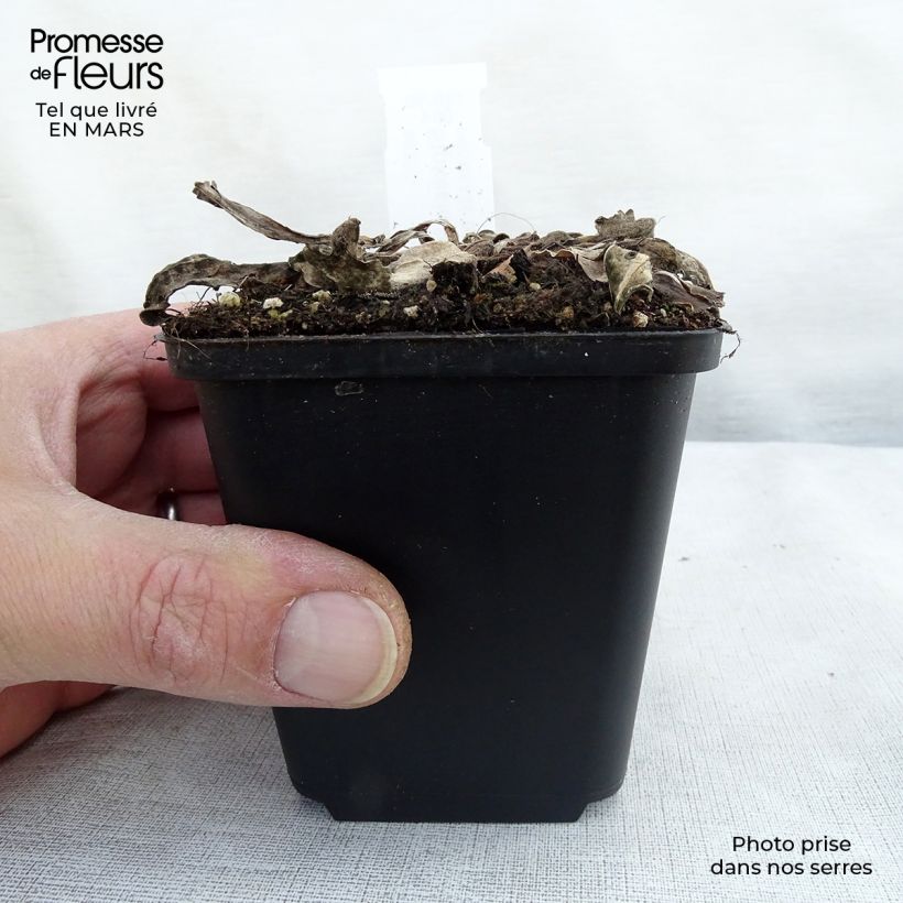 Exemplaar van Stokesia laevis Elf - Asterlelie Kweekpotje van 8/9 cm zoals geleverd in de lente