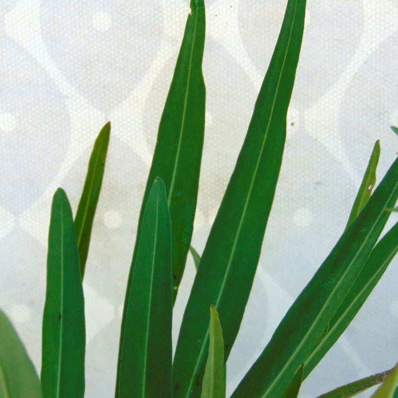 Stokesia laevis Mary Gregory - Asterlelie (Blad)