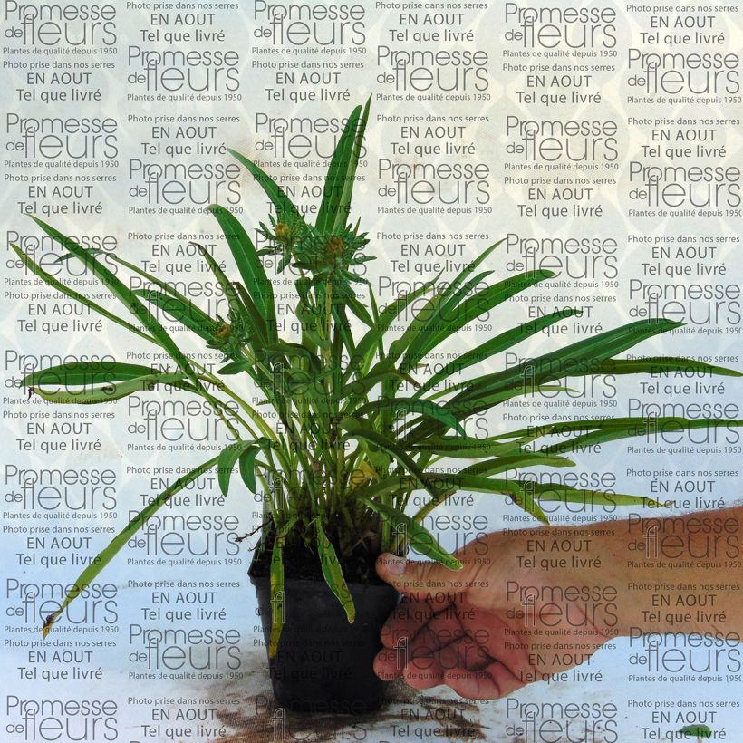 Voorbeeld van een exemplaar van Stokesia laevis Mary Gregory - Asterlelie Kweekpotje van 8/9 cm zoals geleverd