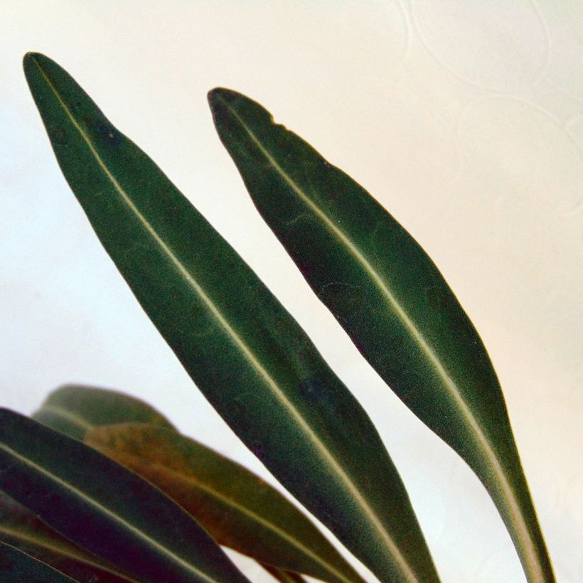 Stokesia laevis Purple Parasols - Asterlelie (Blad)