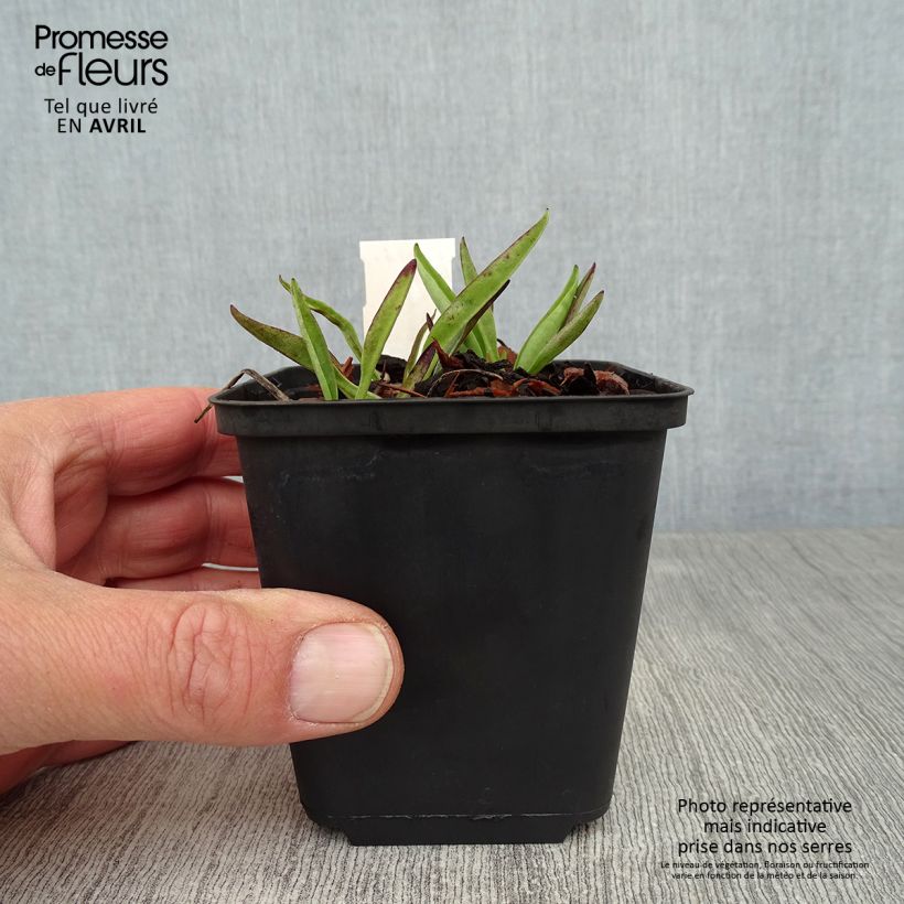 Exemplaar van Stokesia laevis Purple Parasols - Asterlelie Kweekpotje van 8/9 cm zoals geleverd in de lente