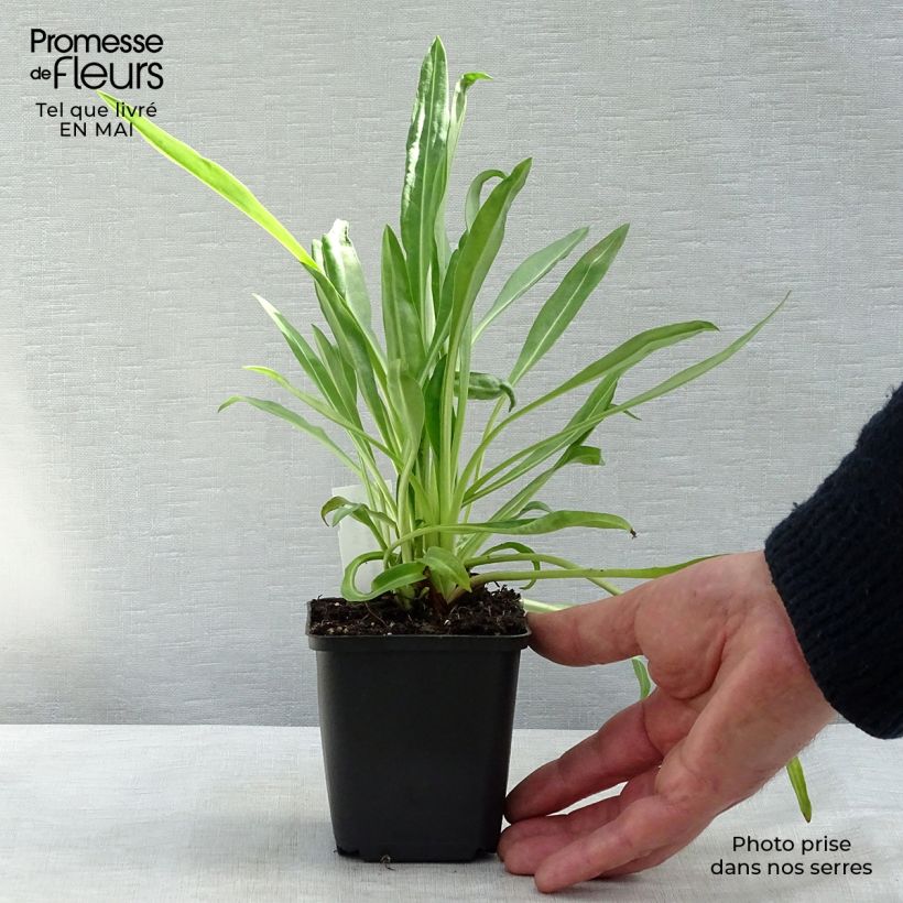 Exemplaar van Stokesia laevis Traumerei - Asterlelie Kweekpotje van 8/9 cm zoals geleverd in de lente