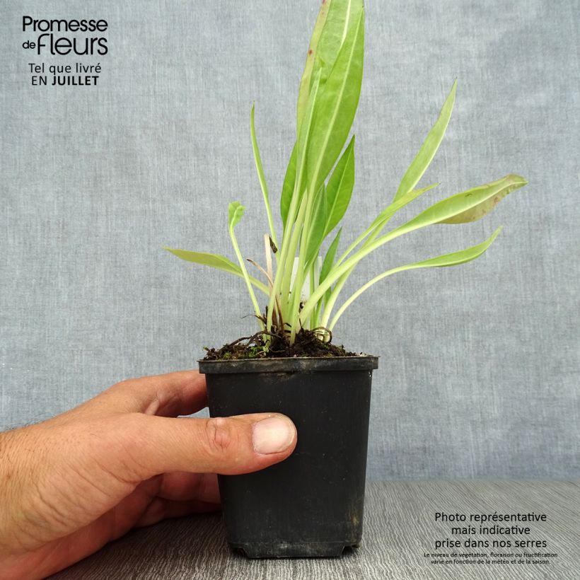 Exemplaar van Stokesia laevis Traumerei - Asterlelie Kweekpotje van 8/9 cm zoals geleverd in de zomer