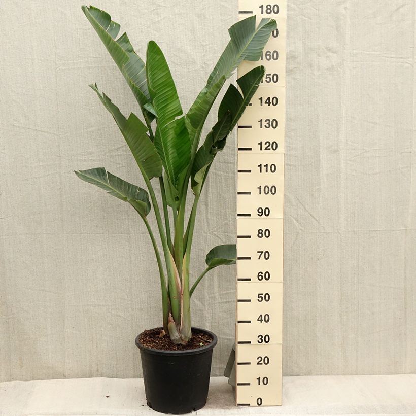 Exemplaar van Strelitzia augusta - Witte paradijsvogelplant Pot van 6 l/7 l zoals geleverd in de lente