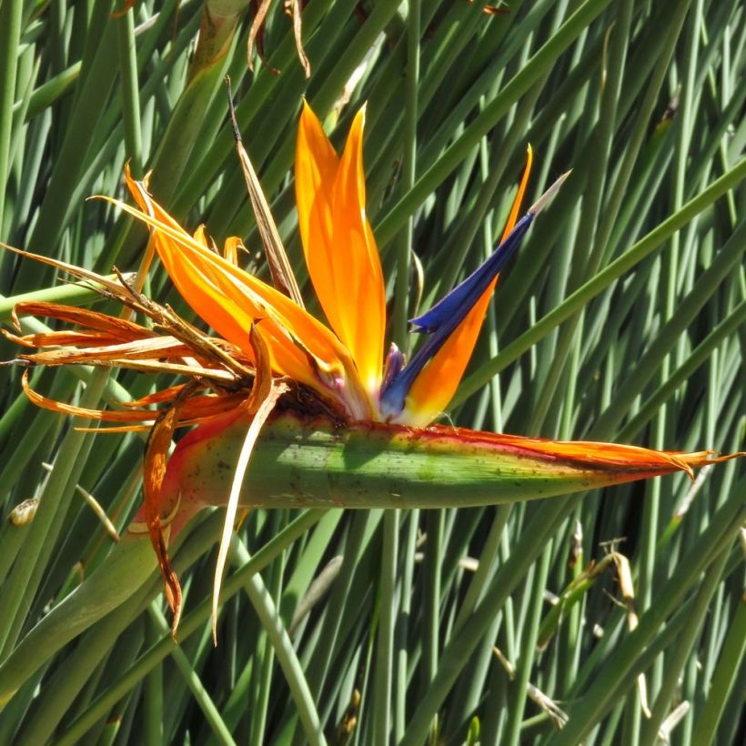 Strelitzia juncea - Gespeerde paradijsvogelbloem (Bloei)