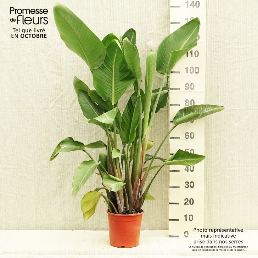 Exemplaar van Strelitzia nicolai - Witte paradijsvogelplant Pot van 2 l/3 l zoals geleverd in de herfst