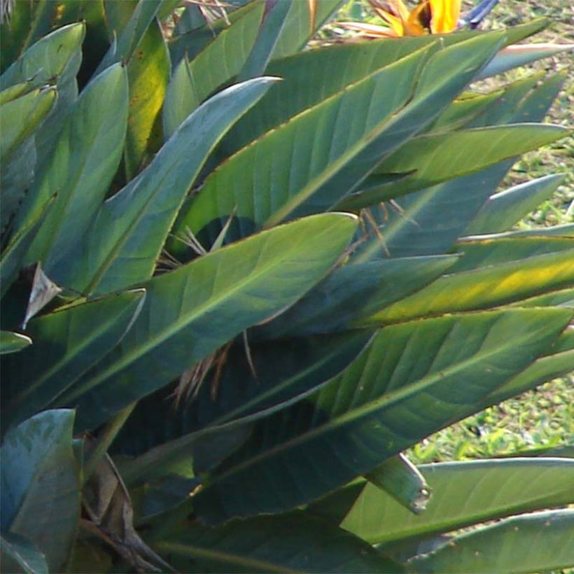 Strelitzia reginae - Paradijsvogelbloem (Blad)