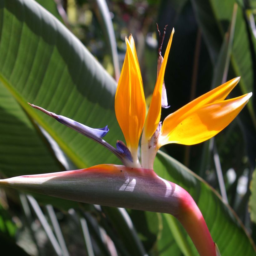 Strelitzia reginae - Paradijsvogelbloem (Bloei)