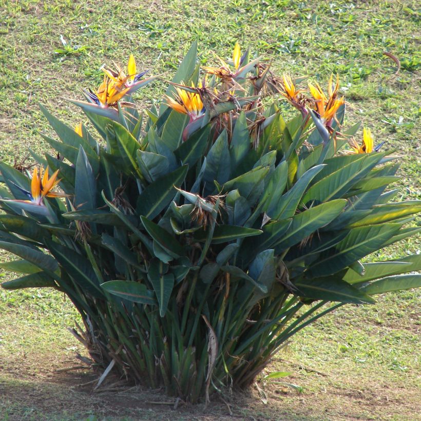 Strelitzia reginae - Paradijsvogelbloem (Groeiplaats)