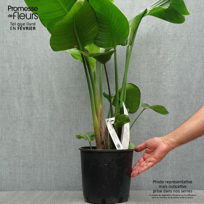 Exemplaar van Strelitzia reginae - Paradijsvogelbloem Pot van 6 l/7 l zoals geleverd in de herfst