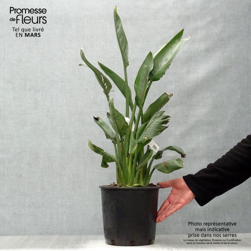 Exemplaar van Strelitzia reginae - Paradijsvogelbloem Pot van 6 l/7 l zoals geleverd in de lente