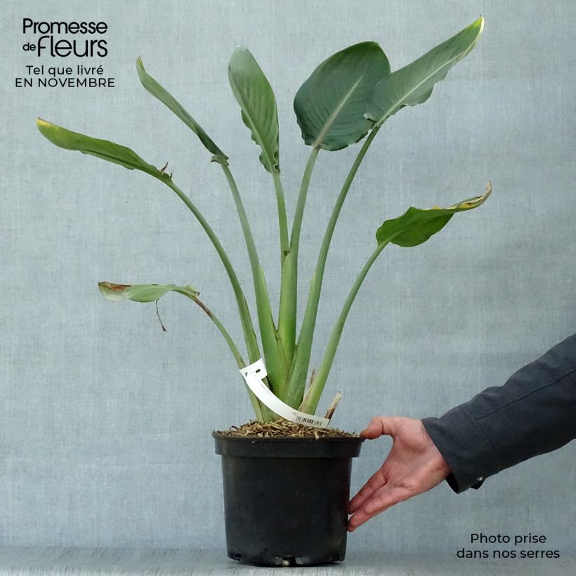 Exemplaar van Strelitzia reginae - Paradijsvogelbloem Pot van 2 l/3 l zoals geleverd in de herfst
