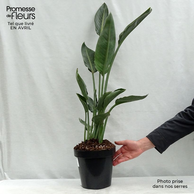 Exemplaar van Strelitzia reginae - Paradijsvogelbloem Pot van 2 l/3 l zoals geleverd in de lente