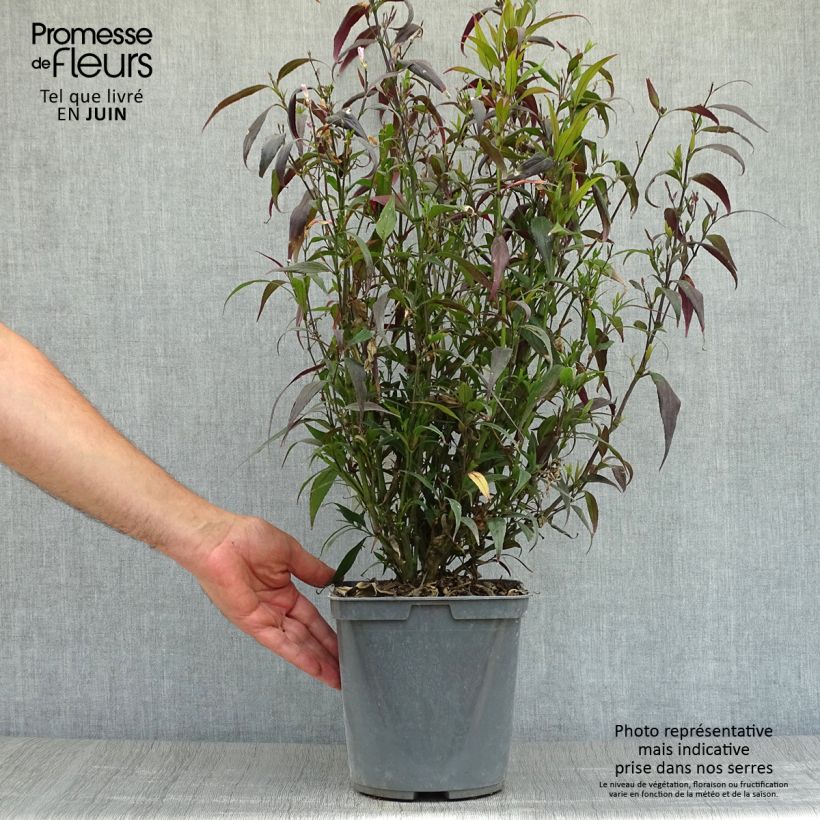 Exemplaar van Strobilanthes anisophyllus Brunetthy - Trompetkruid Pot van 3 l/4 l zoals geleverd in de zomer