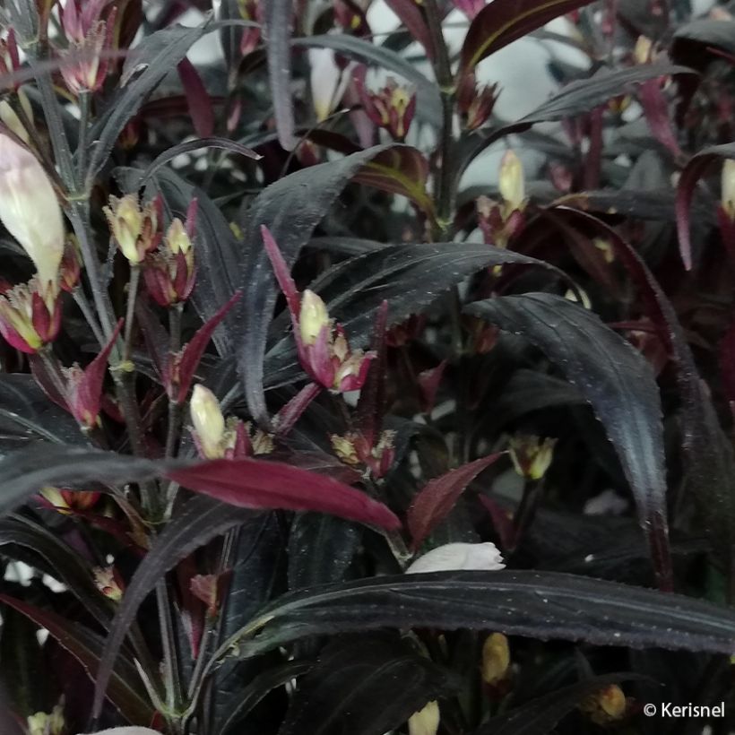 Strobilanthes anisophyllus Brunetthy - Trompetkruid (Blad)