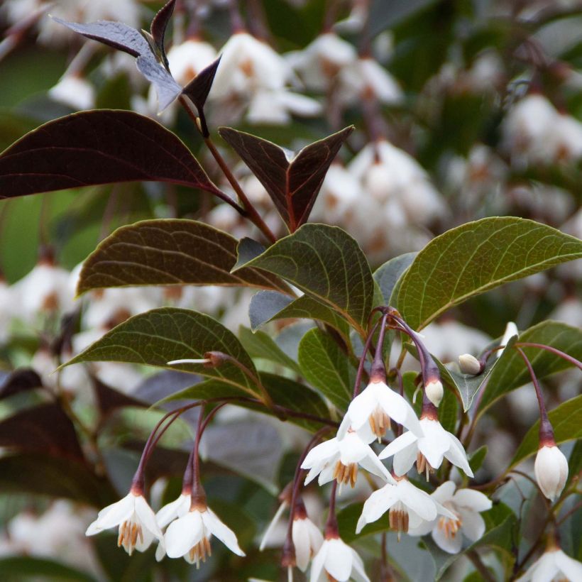 Styrax japonica Evening Light - Japanse storaxboom (Blad)