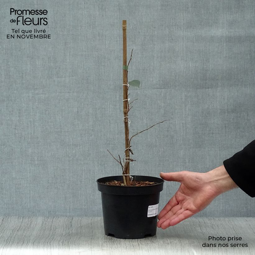 Exemplaar van Styrax japonica Evening Light - Japanse storaxboom Pot van 3 l/4 l zoals geleverd in de herfst