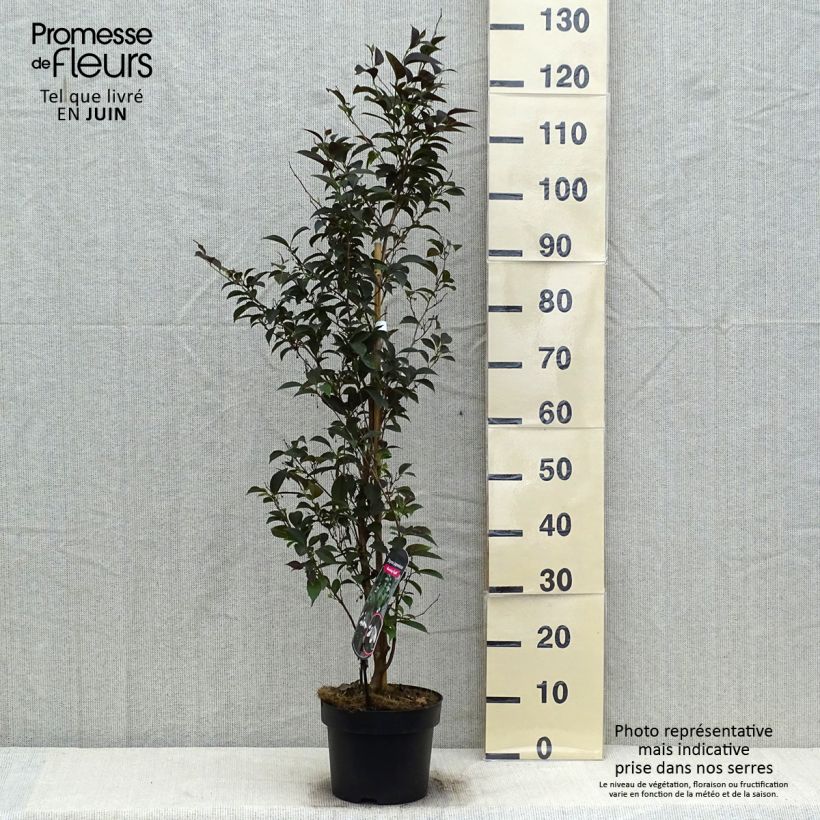 Exemplaar van Styrax japonica Evening Light - Japanse storaxboom Pot van 3 l/4 l zoals geleverd in de zomer