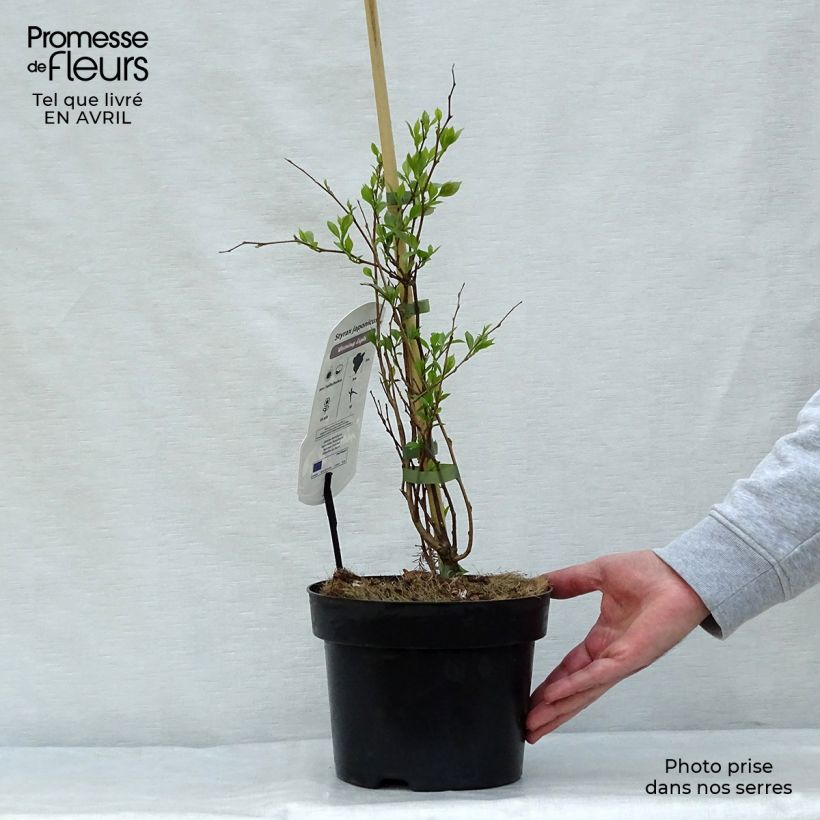 Exemplaar van Styrax japonica Evening Light - Japanse storaxboom Pot van 3 l/4 l zoals geleverd in de lente