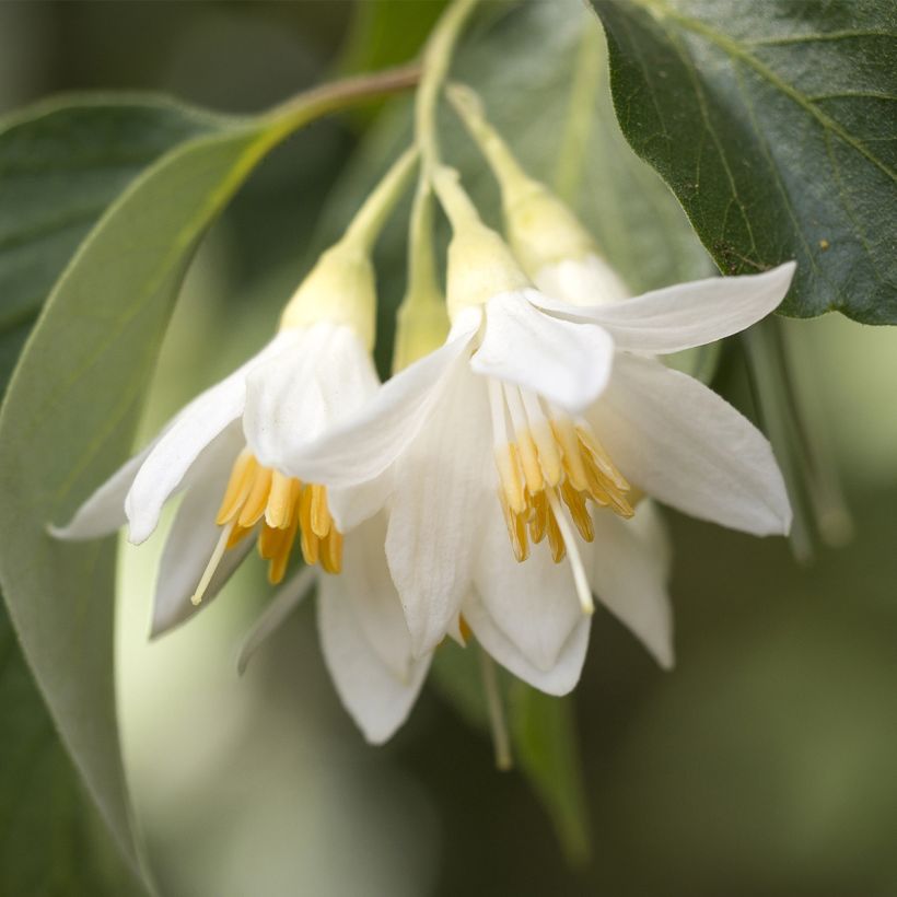 Styrax japonica Fargesii - Japanse storaxboom (Bloei)