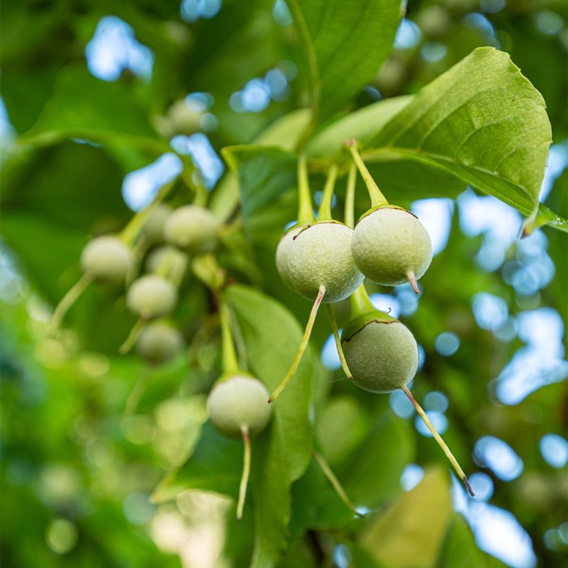 Styrax japonica Fargesii - Japanse storaxboom (Oogst)