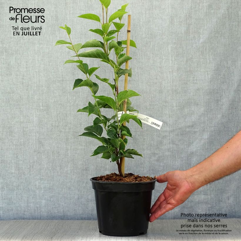 Exemplaar van Styrax japonicus June Snow - Japanse storaxboom Pot van 3 l/4 l zoals geleverd in de zomer