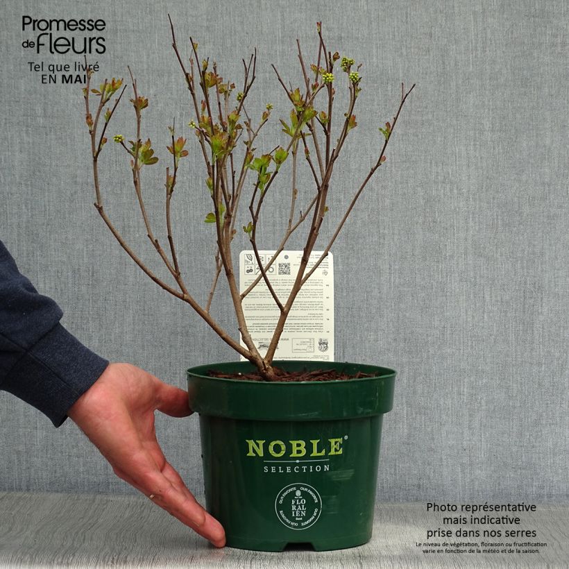 Exemplaar van Rhus aromatica Gro-Low - Welriekende sumak Pot van 3 l/4 l zoals geleverd in de lente