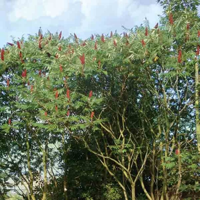 Rhus typhina - Fluweelboom (Groeiplaats)