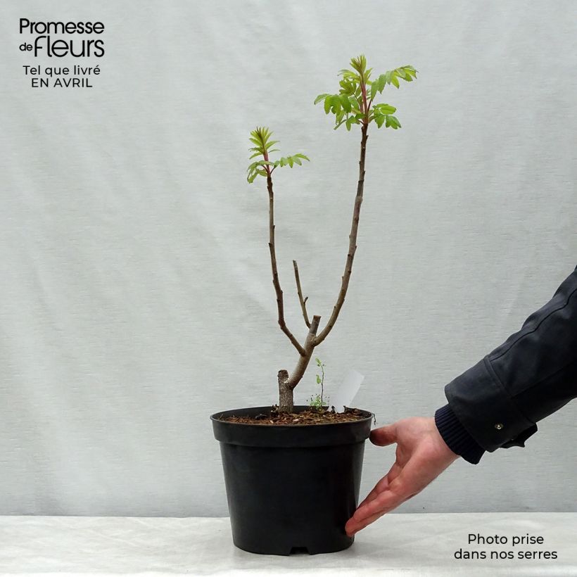 Exemplaar van Rhus typhina - Fluweelboom Pot van 4 l/5 l zoals geleverd in de lente
