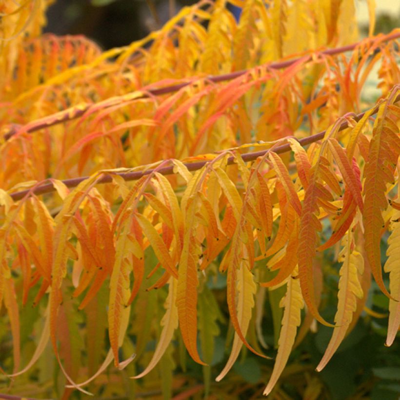 Rhus typhina Tiger Eyes - Fluweelboom (Blad)