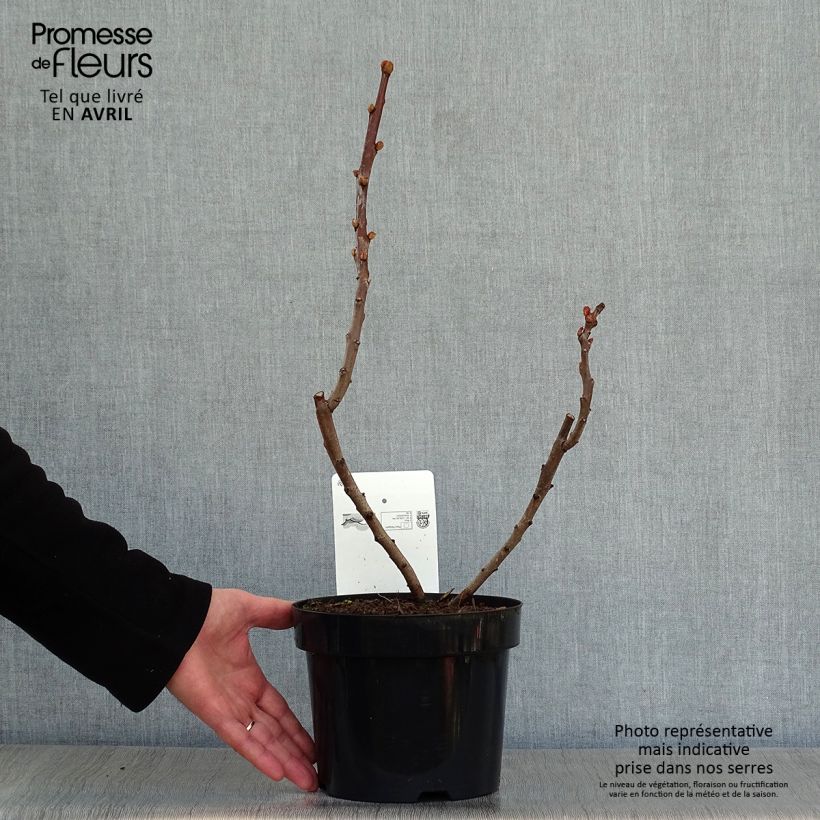 Example of Rhus glabra Laciniata - Gladde sumak Pot van 3 l/4 l as you get in printemps
