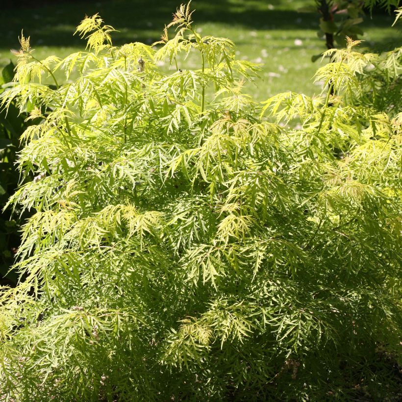 Sambucus racemosa Lemony Lace - Trosvlier (Blad)