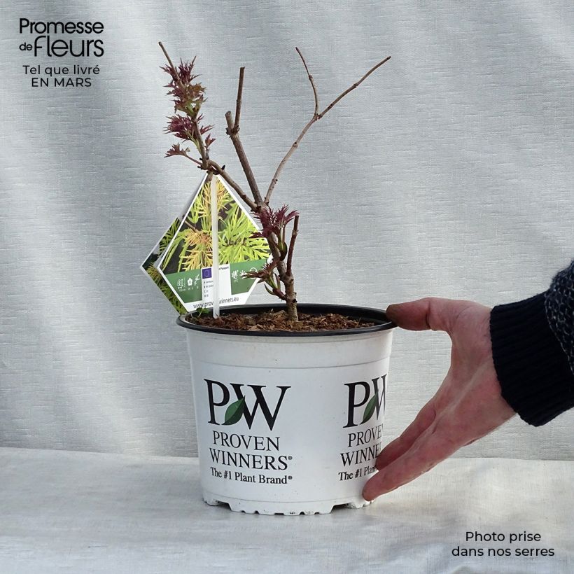 Exemplaar van Sambucus racemosa Lemony Lace - Trosvlier Pot van 2 l/3 l zoals geleverd in de lente