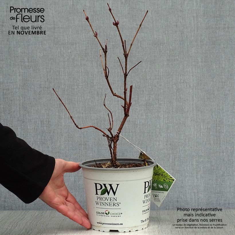 Exemplaar van Sambucus racemosa Lemony Lace - Trosvlier Pot van 2 l/3 l zoals geleverd in de herfst