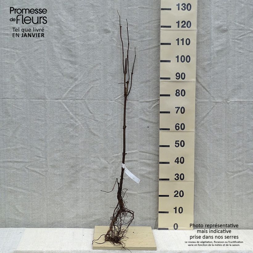 Exemplaar van Sambucus racemosa - Trosvlier Naakte wortel zoals geleverd in de winter